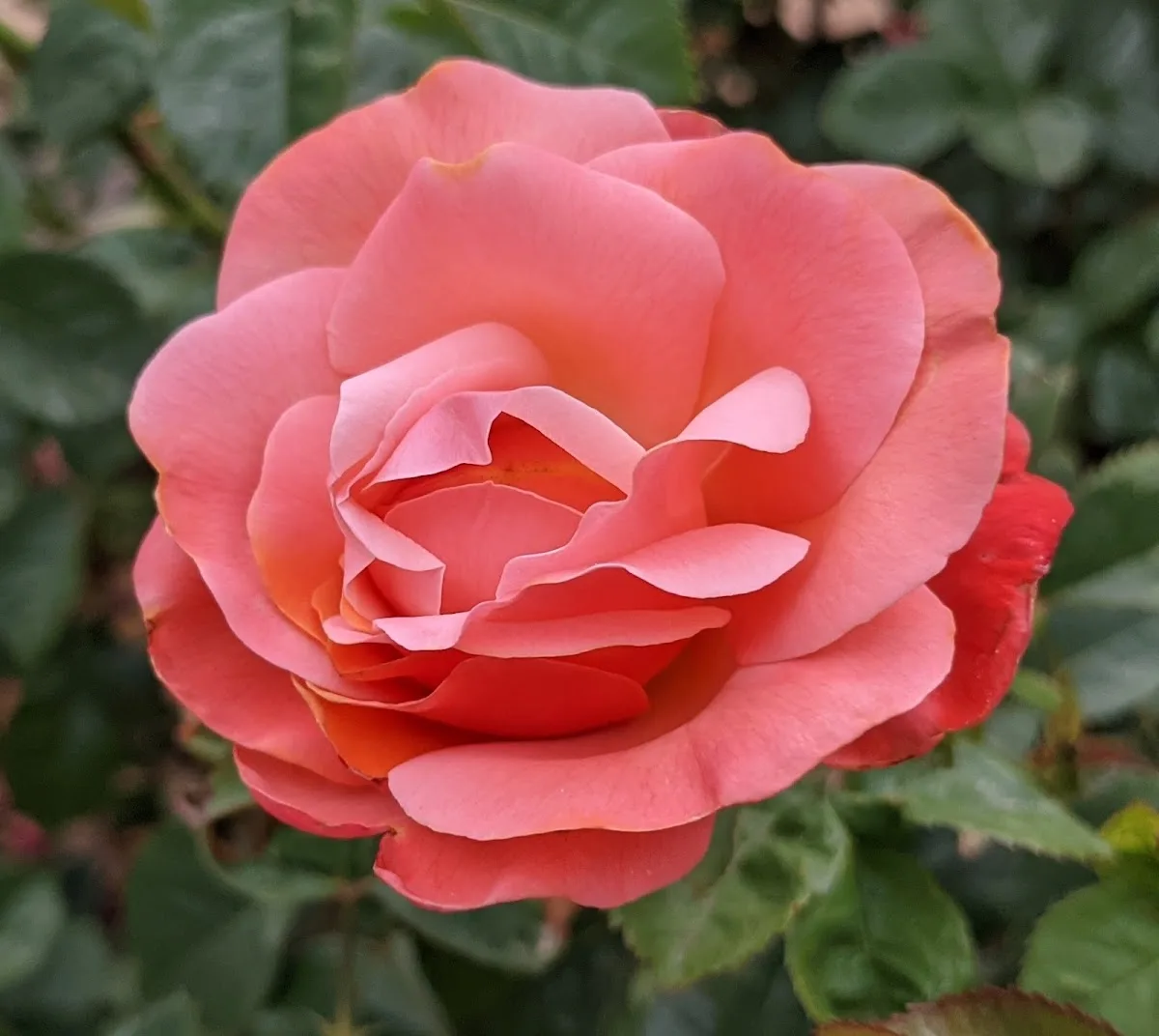 Albuquerque Garden Center gallery