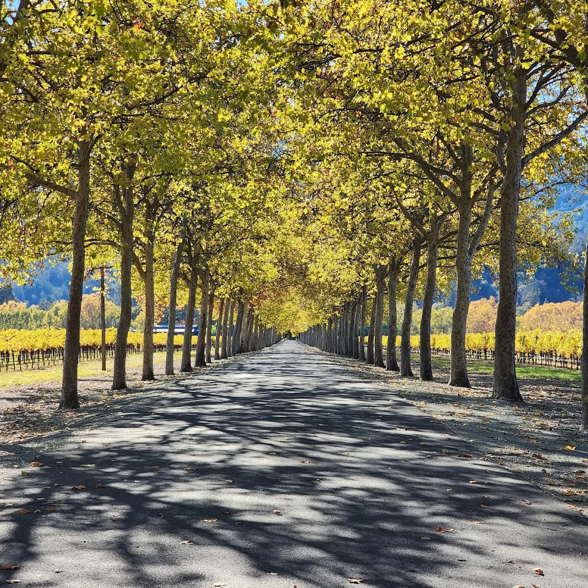 Brookside Inn & Vineyards gallery