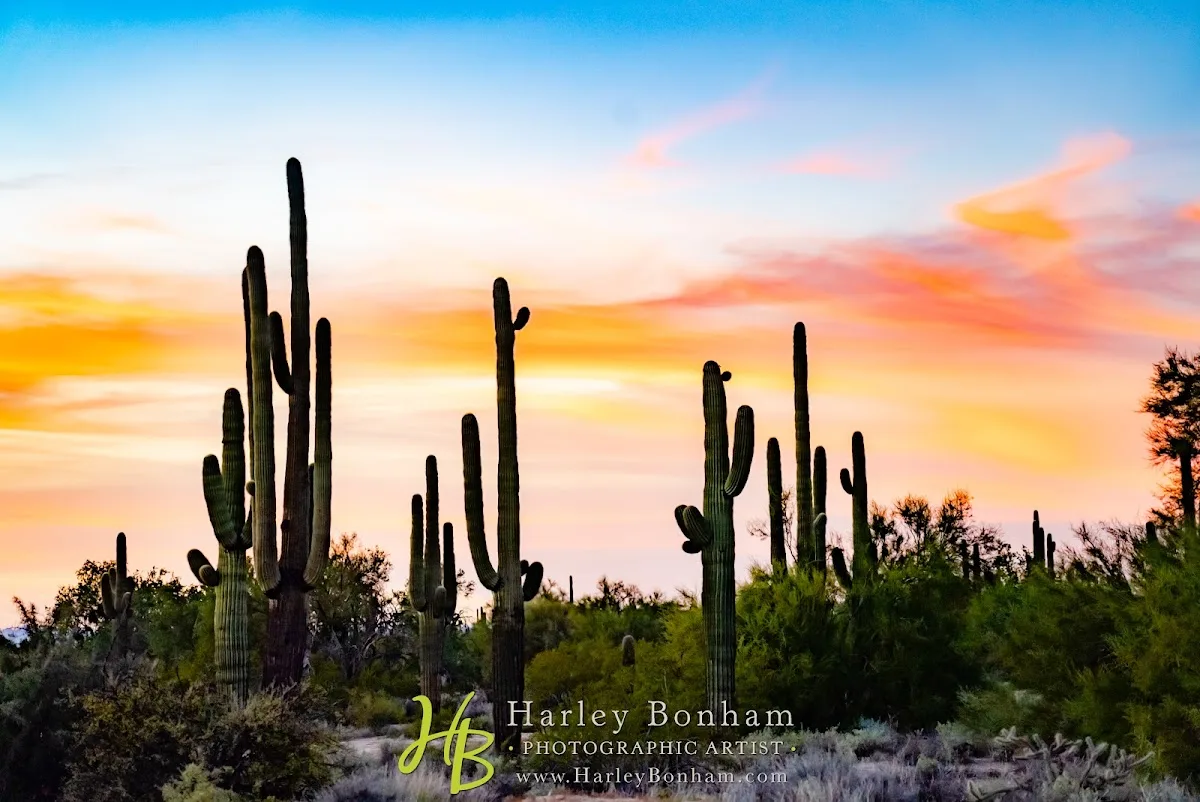 Desert Foothills Events and Weddings