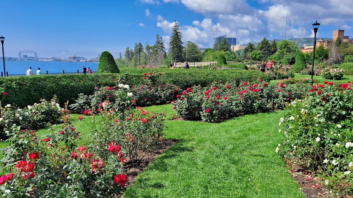 Duluth Rose Garden