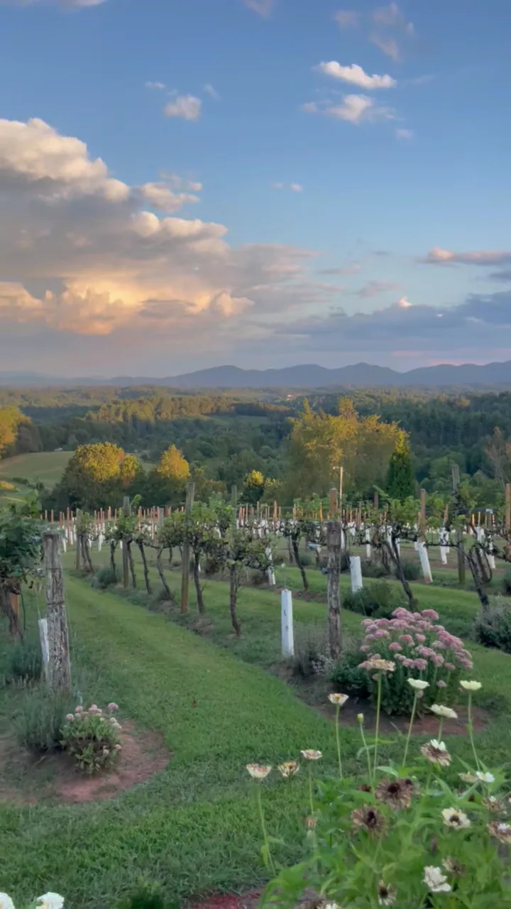 Longleaf Vineyard l Asheville Wedding Venue gallery