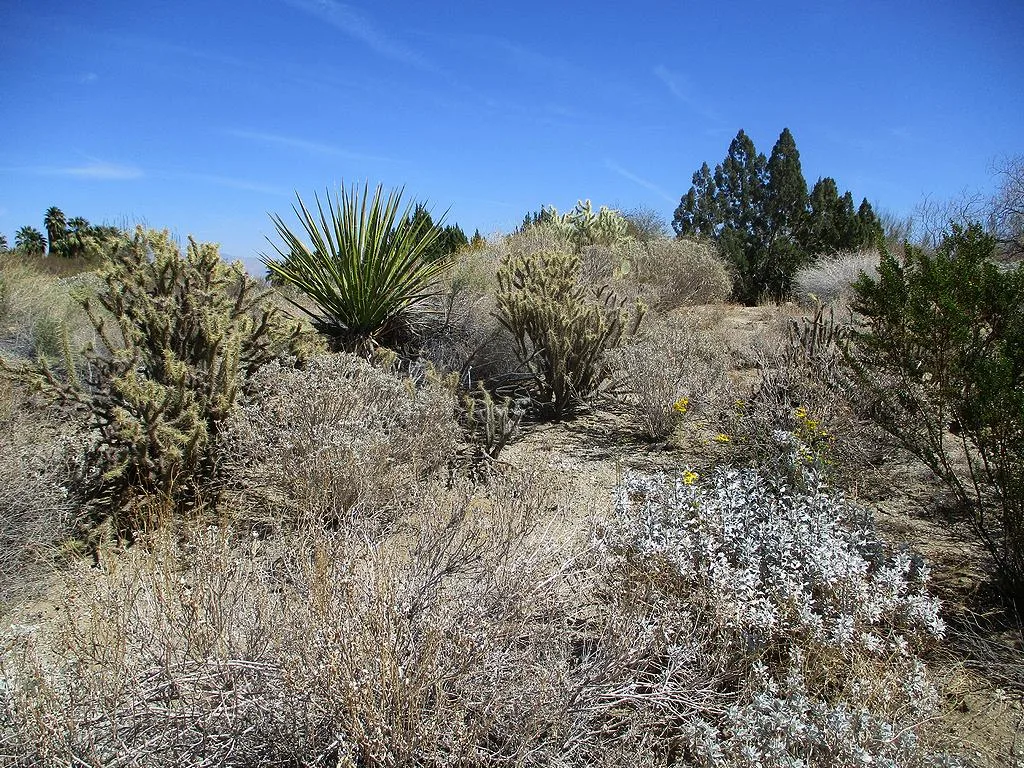Moorten Botanical Garden gallery