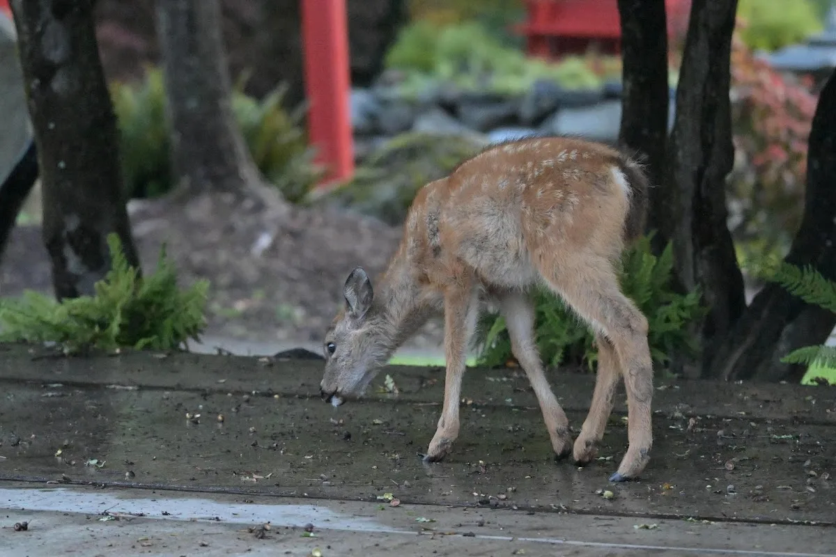 Point Defiance Pagoda gallery