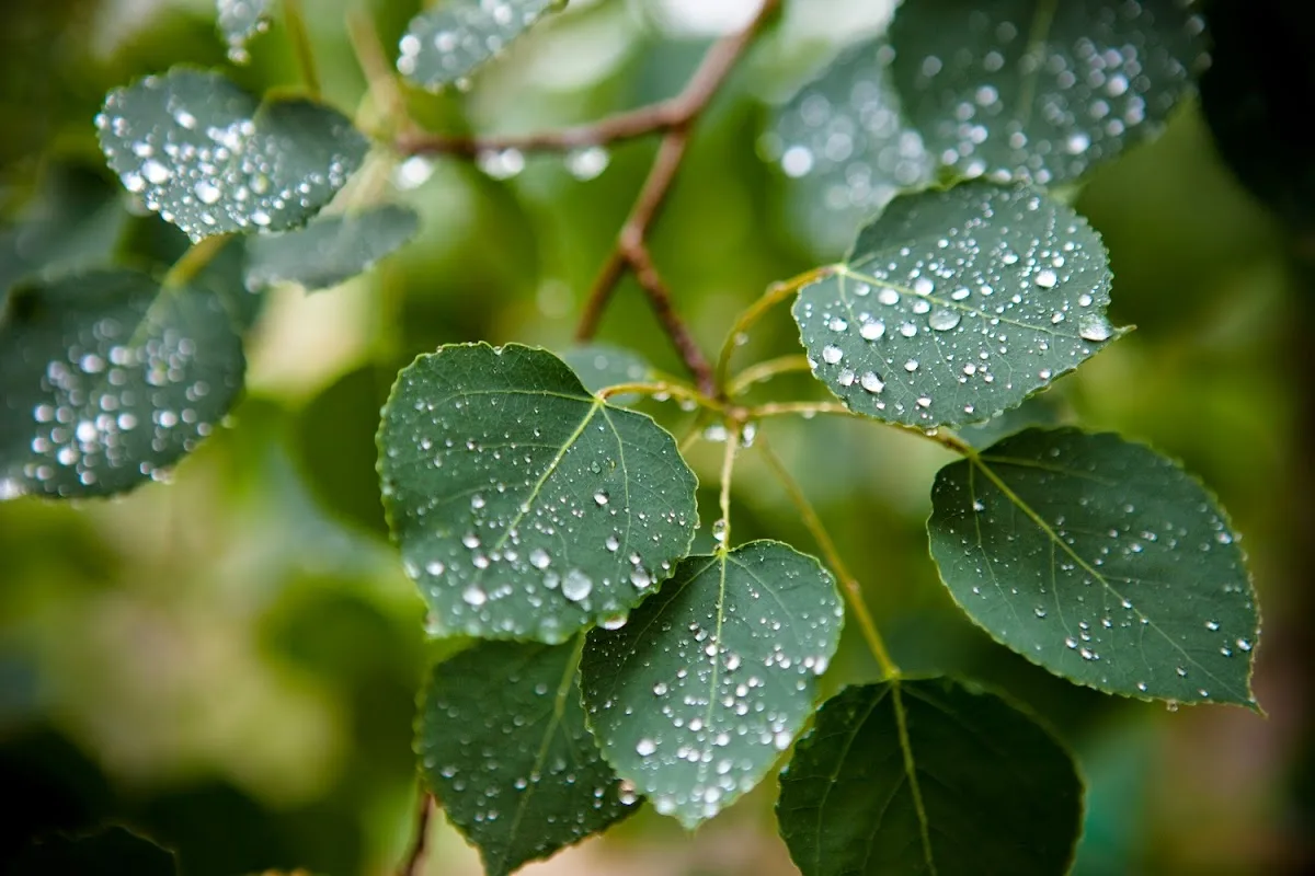 Sarah Rose Events in Aspen gallery