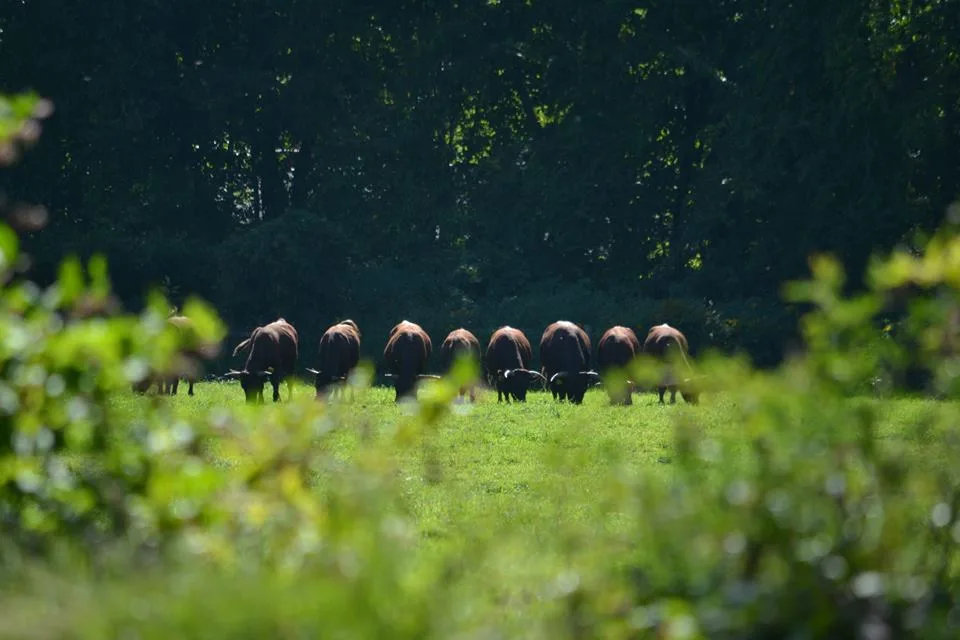 Stone Acres Farm gallery
