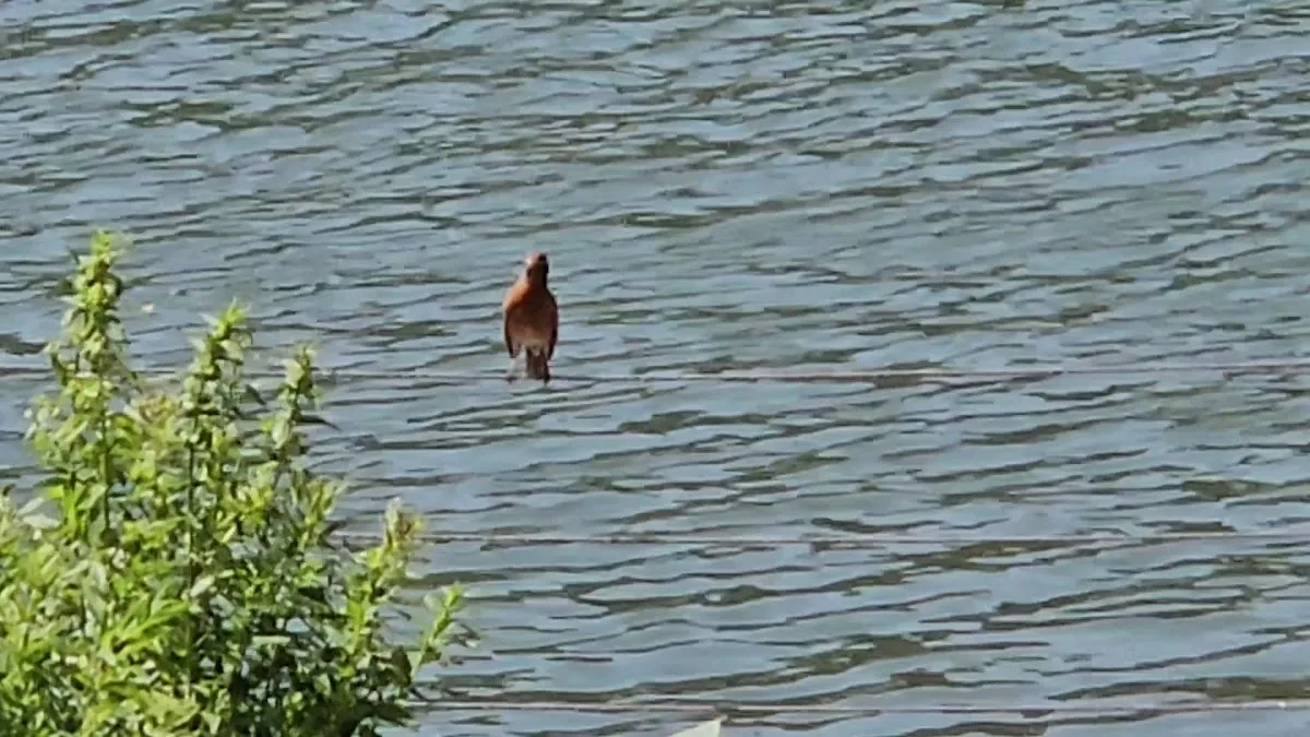 The Gem on the Allegheny gallery